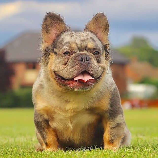 fluffy-french-bulldog