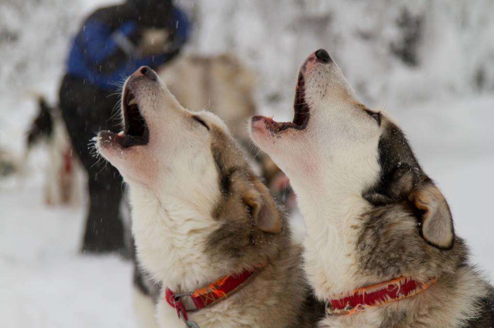 Why do huskies howl