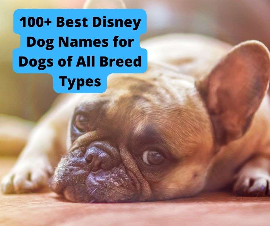 100+ Best Disney Dog Names for Dogs of All Breed Types