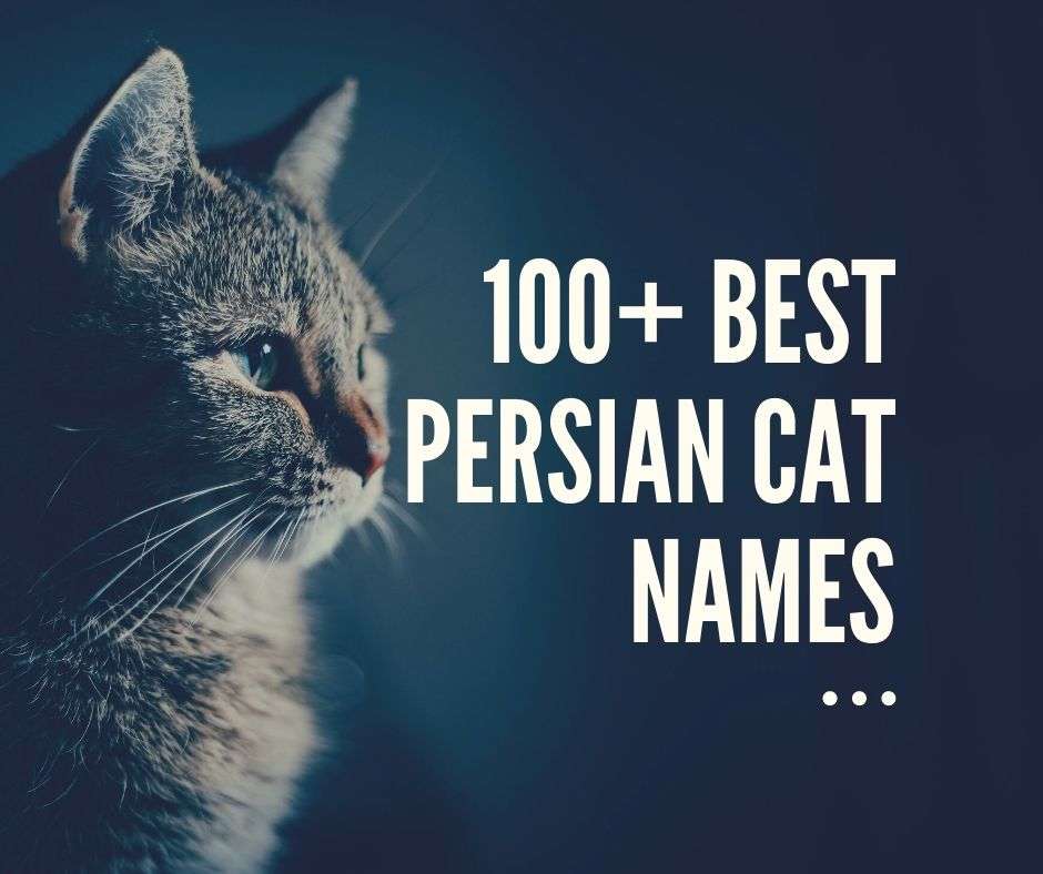 Best Persian Cat Names