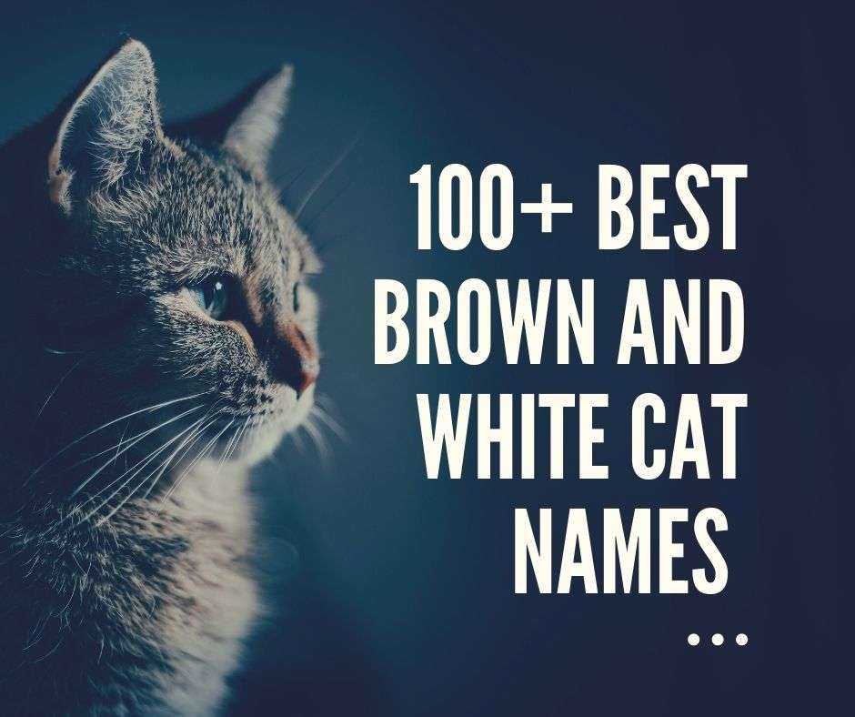 100+ Best Brown And White Cat Names