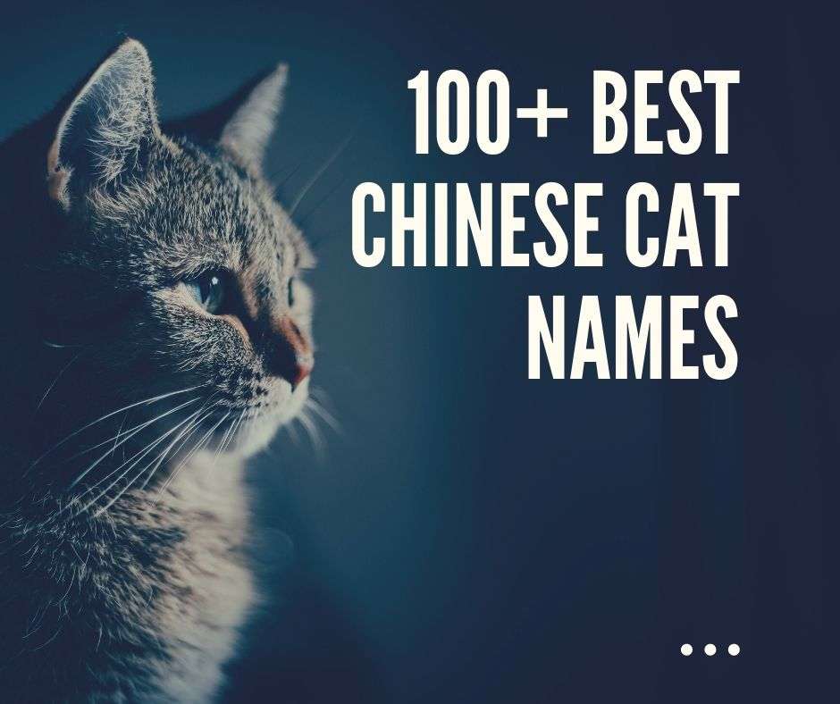100+ Best Chinese Cat Names