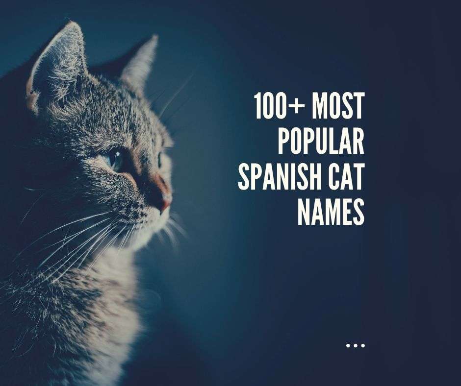 Most popular Spanish Cat Names