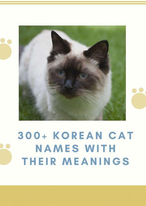 300+ Korean Cat Names with their meanings