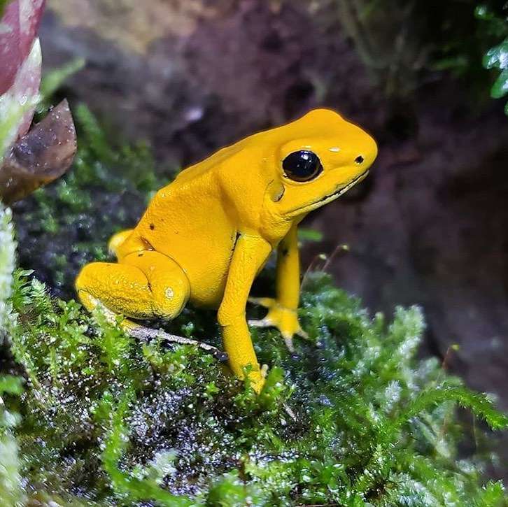 2. Golden Poison Frog Cute frog Breeds