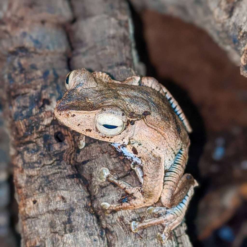 4. Borneo Eared Frog Cute frog Breeds