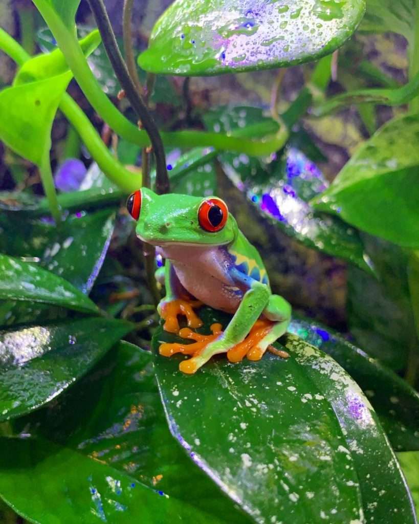 6. Red-Eye Tree Frog Cute frog Breeds