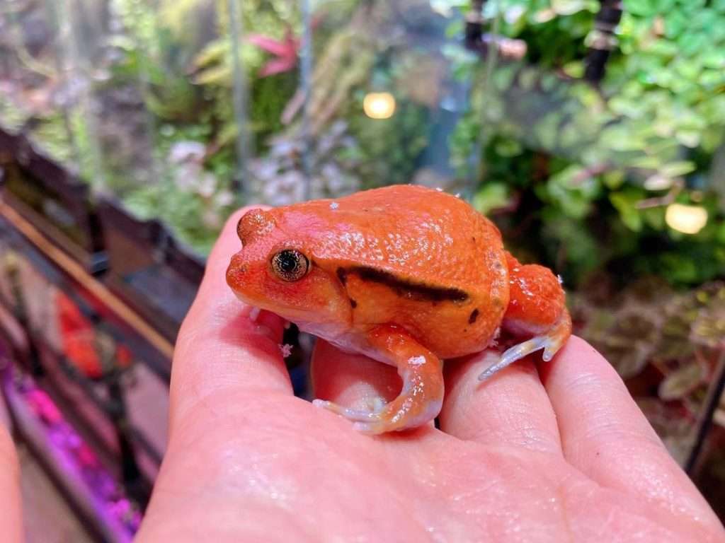 8. Tomato Frog Cute frog Breeds