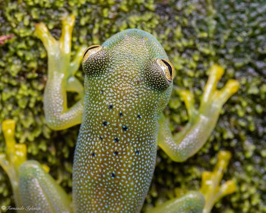 Cute frog Breeds Granular Glass Frog