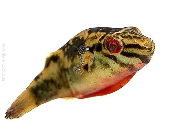 Red-Eyed Puffer