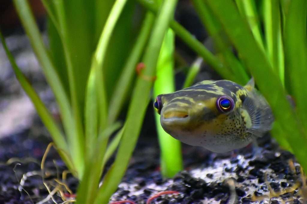 Ocellated Puffer