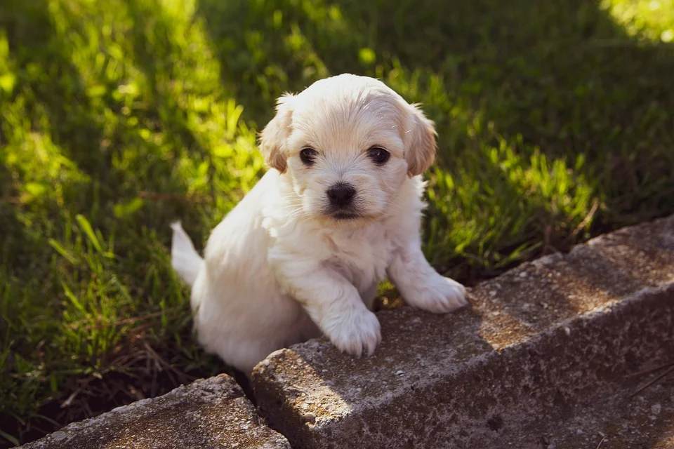 100+ Best White Dog Names