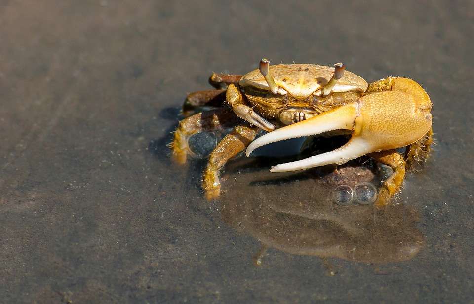 What Does Crab Eat