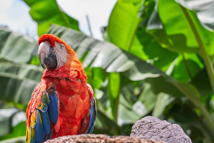 Best Types of Parrot Birds to Keep as Pets