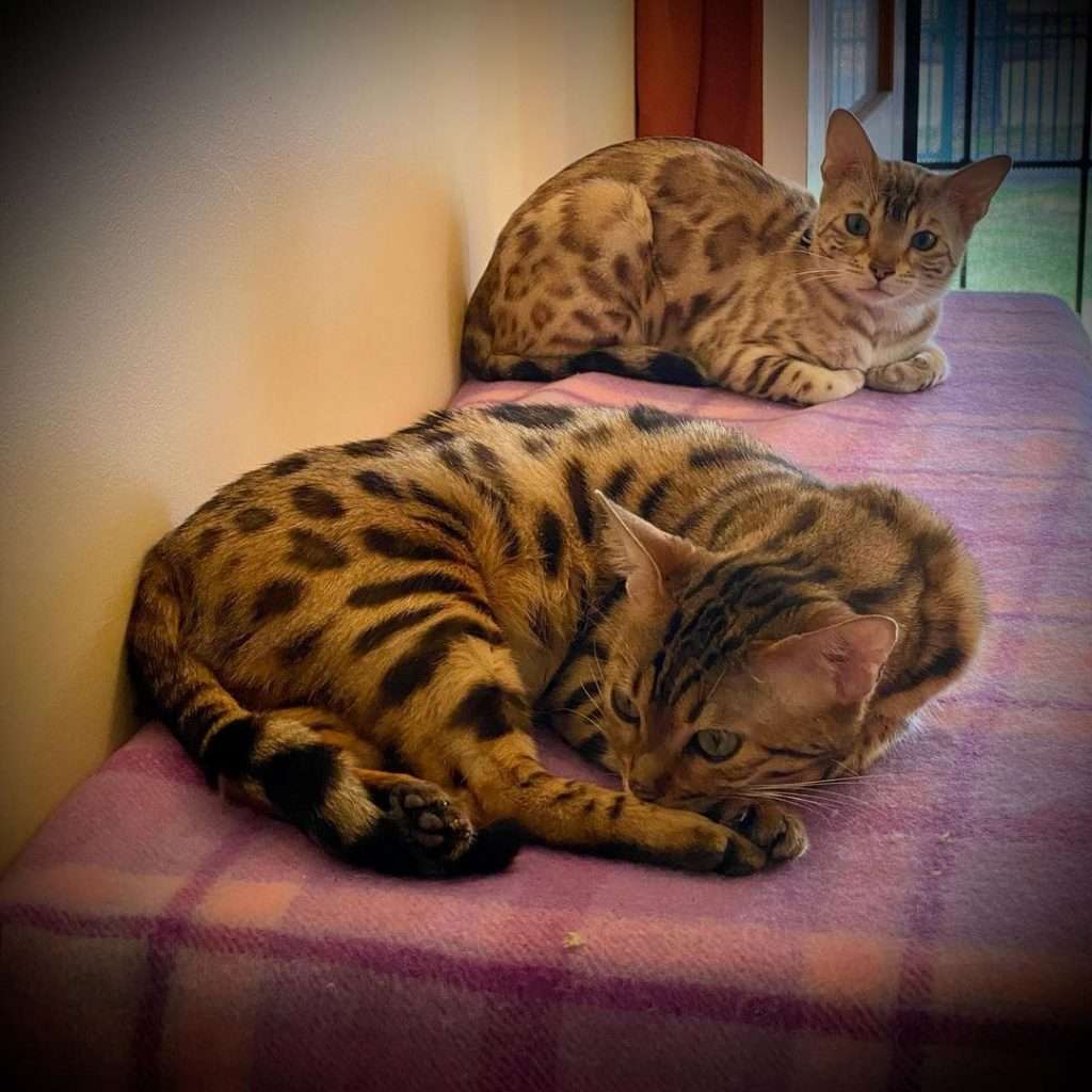 spotted cats