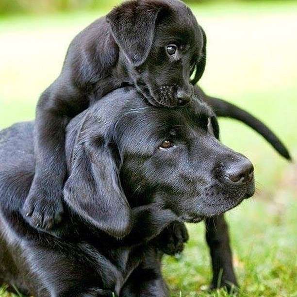 Black Lab puppies