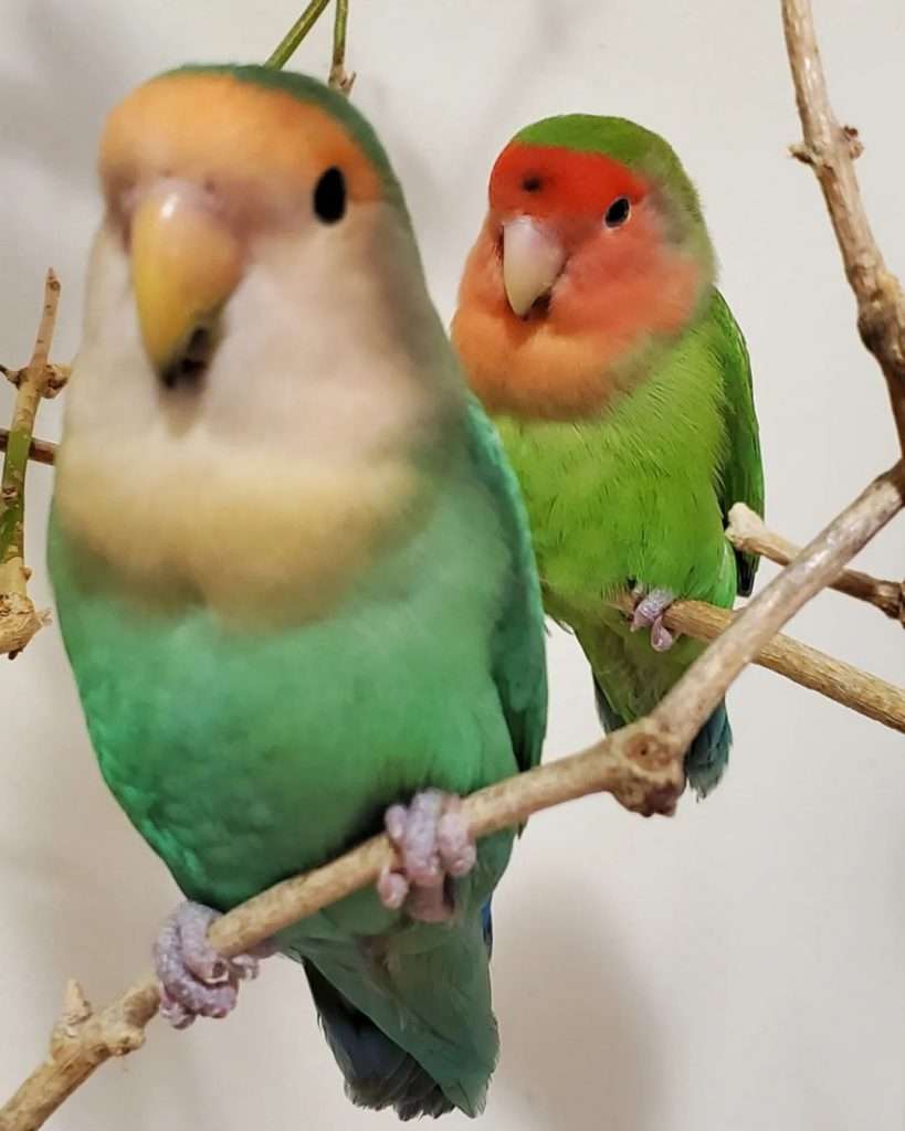 Lovebirds- Best Types of Parrot Birds