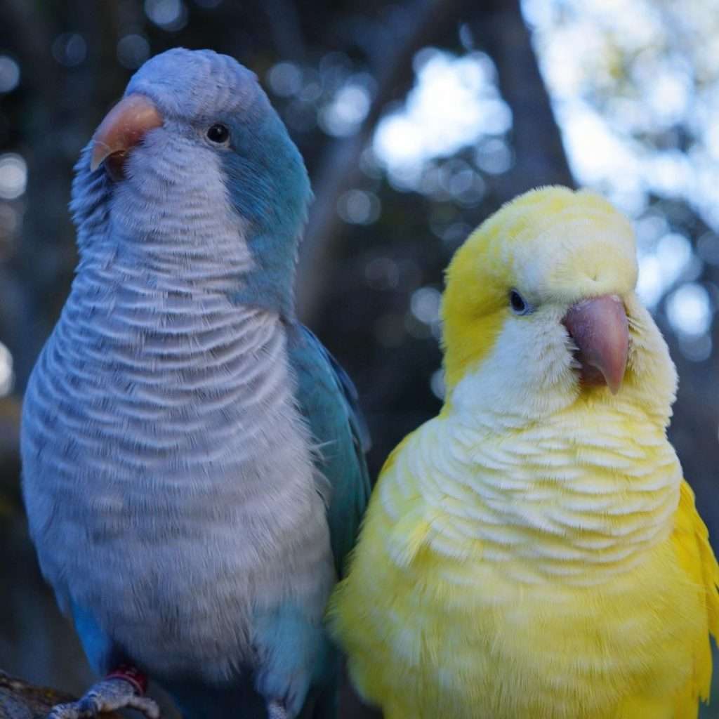 Quaker Parakeet- Best Types of Parrot Birds