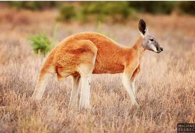 largest kangaroo