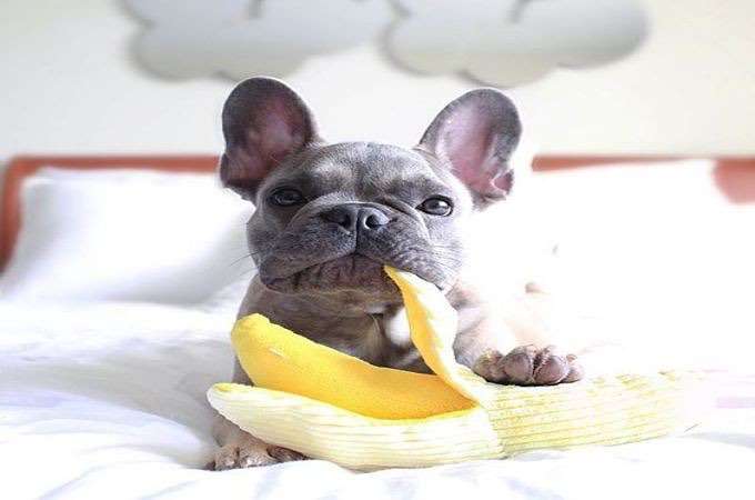 dog eating bananas