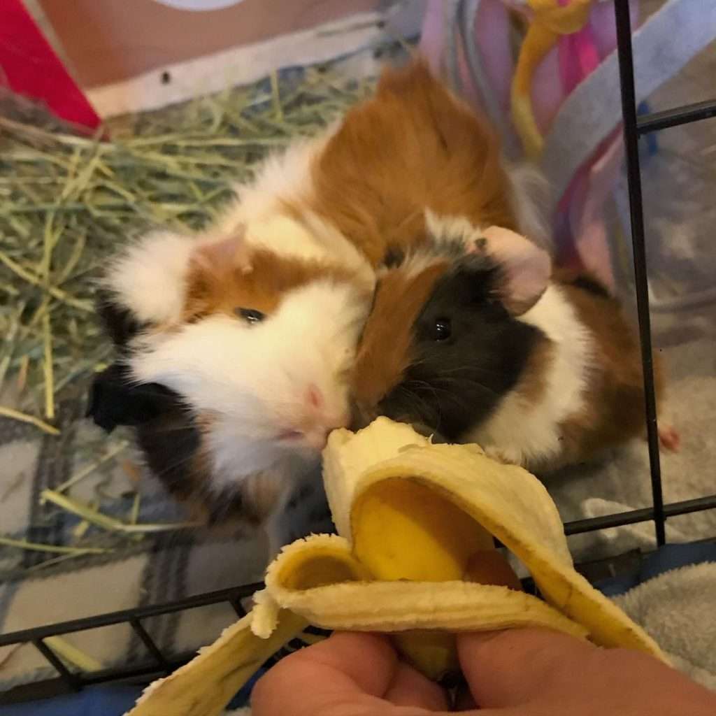 Are Bananas Good for Guinea Pigs