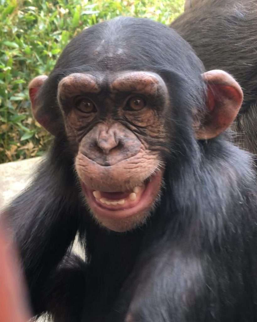  Chimpanzee