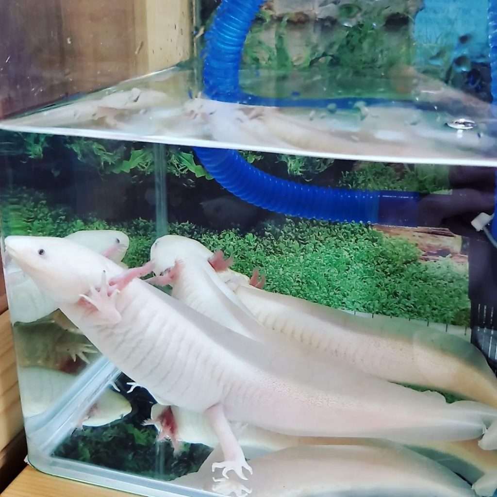 Tank Setup for  Axolotls 