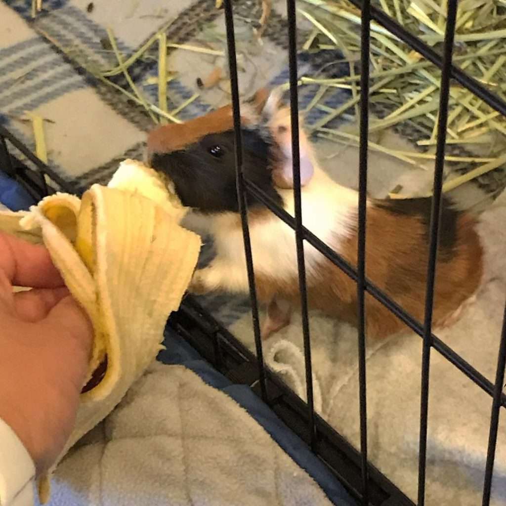 Can Guinea Pigs Eat the Peel of Bananas?