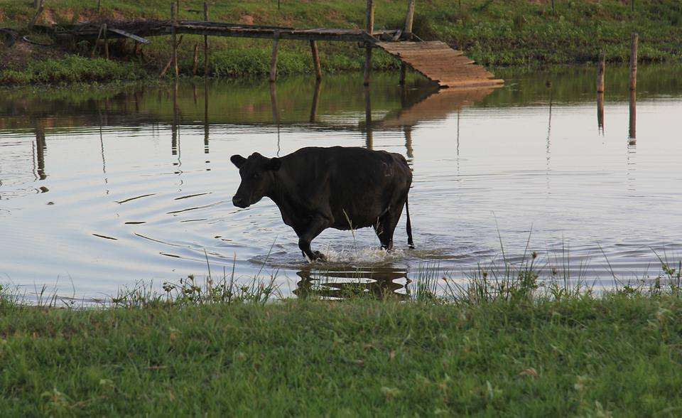 Can Cows Swim? Do Cows Enjoy Swimming?