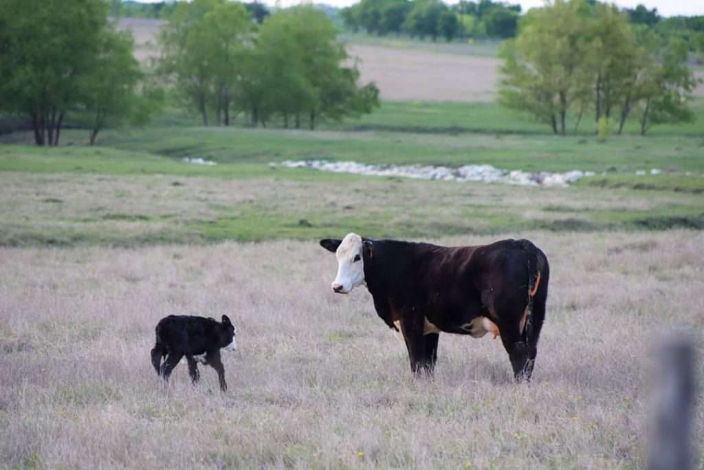 Black Baldy Cattle Breed