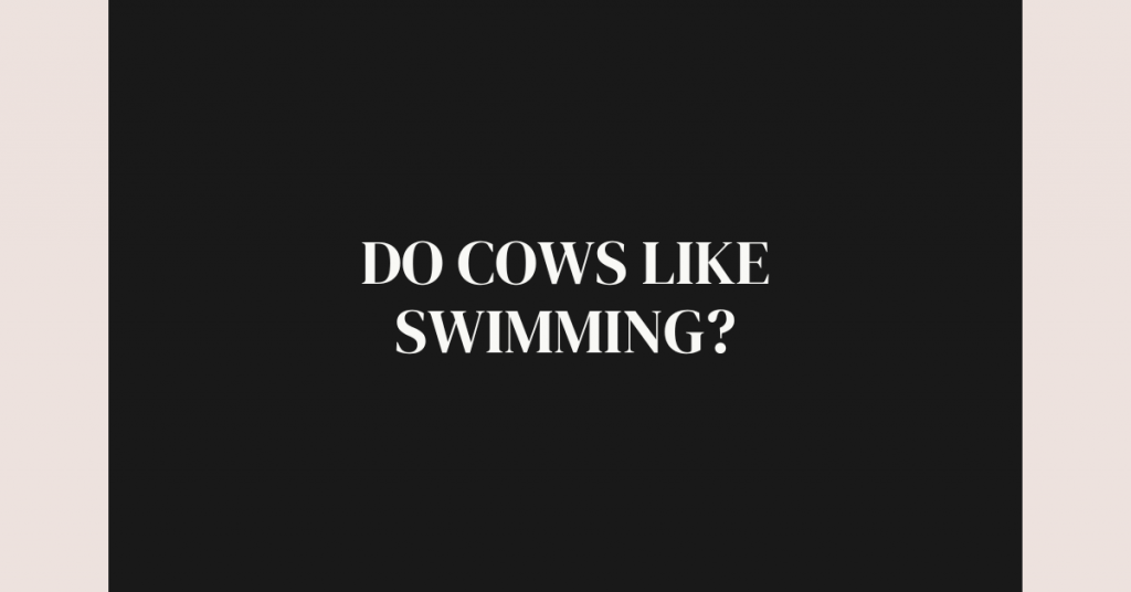 Do Cows Like Swimming?