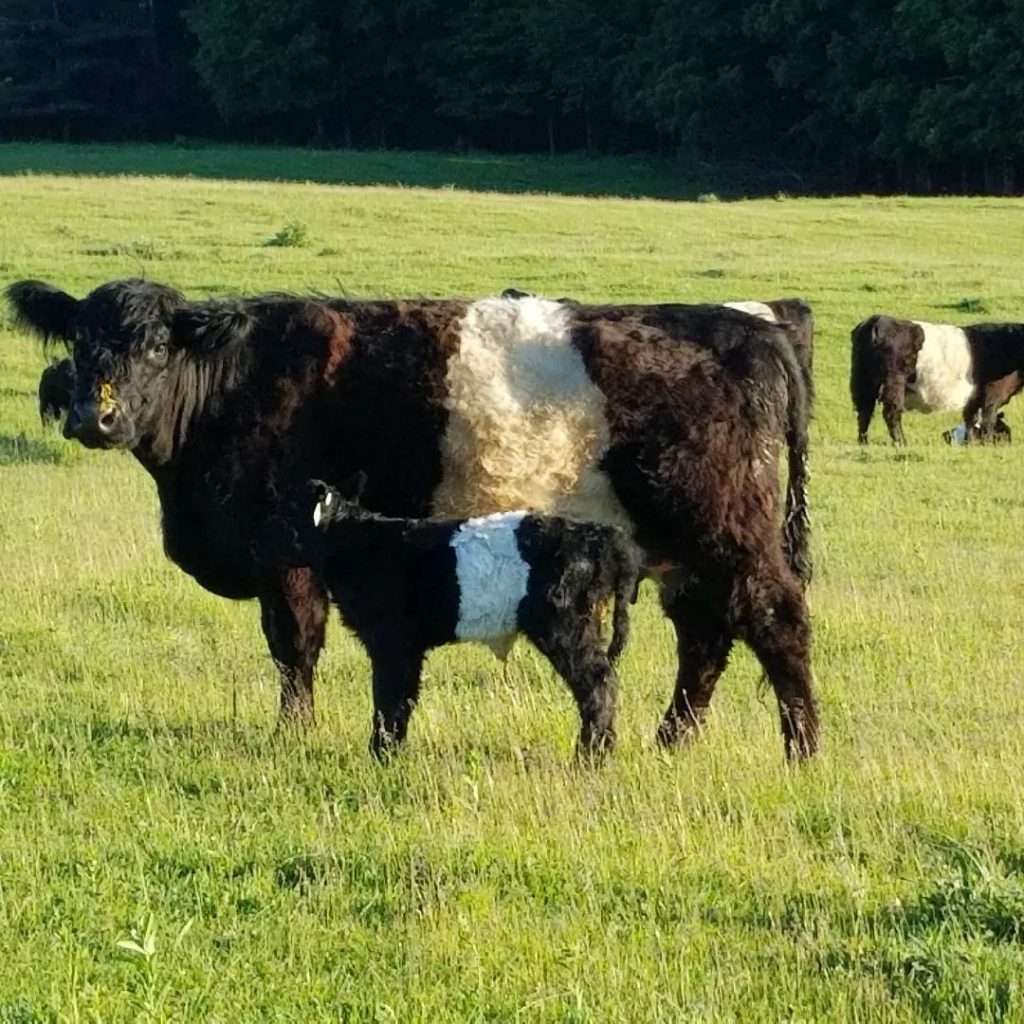 Galloway Cattle Breed
