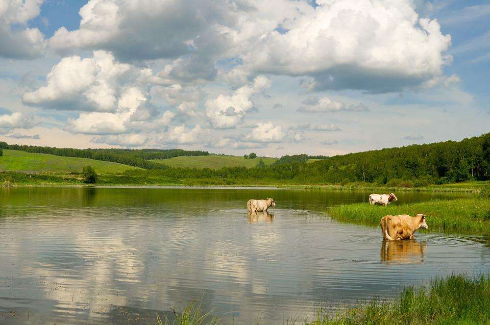 Cows swimming