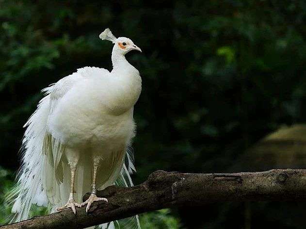 White Peacocks Appearance & Varieties
