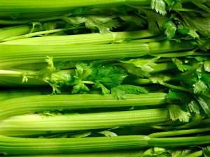 Can dogs eat celery